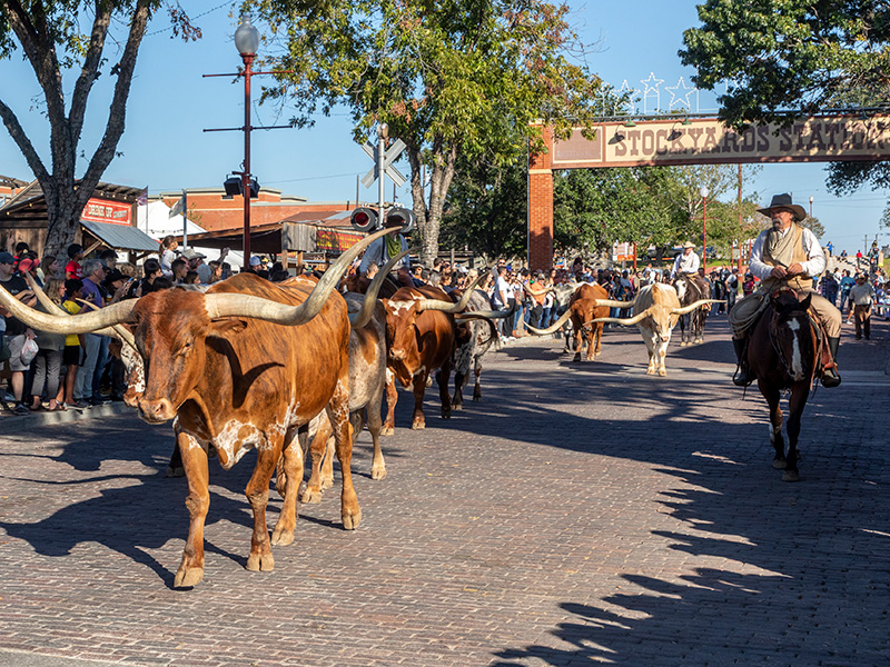 Large bulls walking through parade street with cowboy on a horse