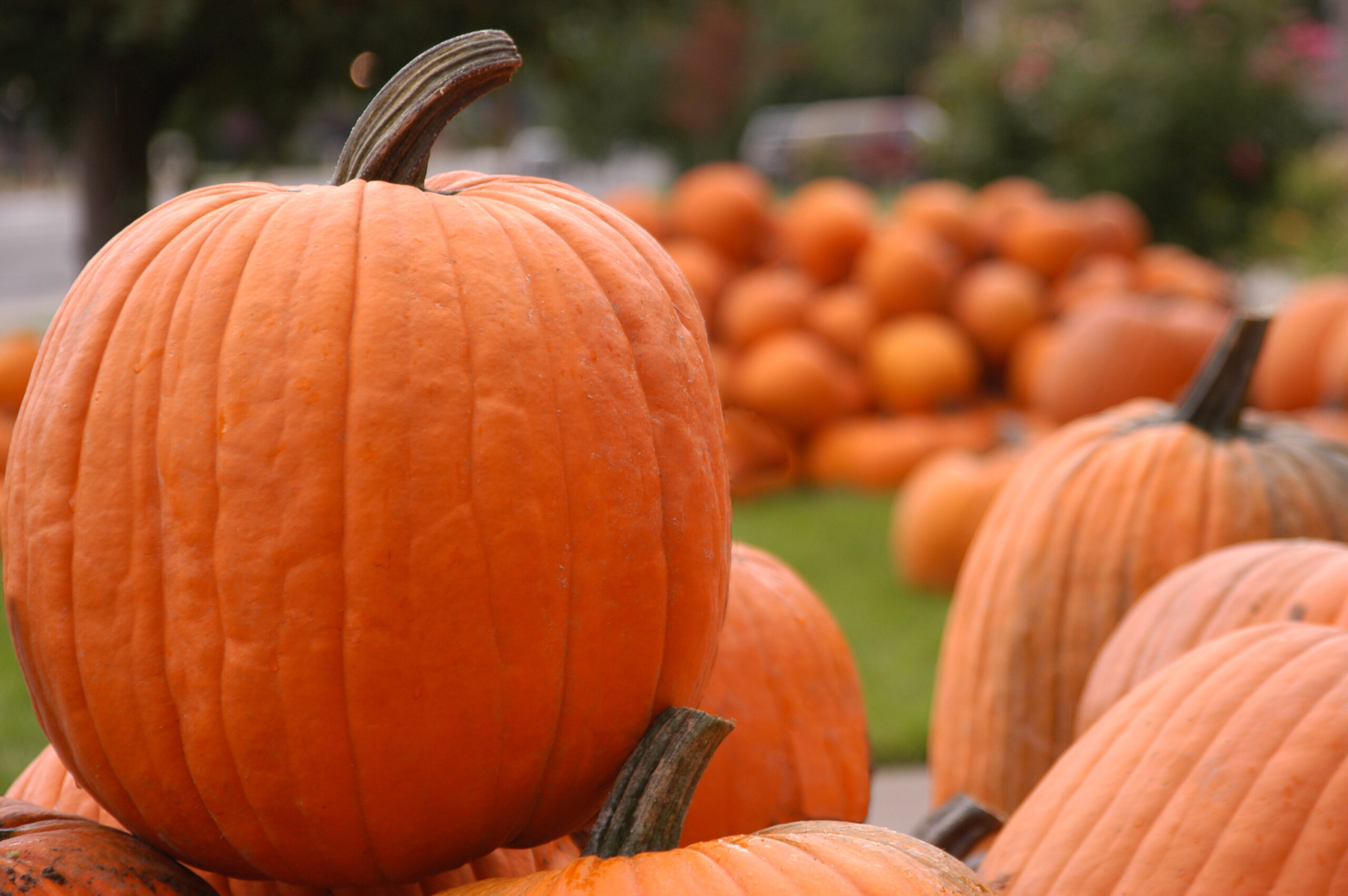 pumpkin